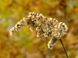 close up photo of seasonal plant