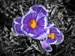 blue crocuses in monochrome image