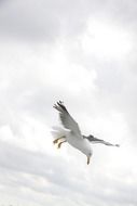 delightful seagull bird