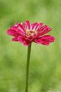 bright pink flower close up on a blurred background