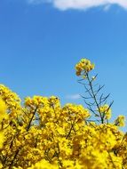Sunny field of yellow rapeseeds