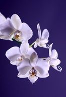 exotic white orchid flower macro
