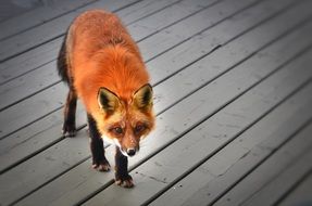 red fox in Quebec