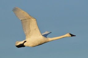 close up photo of white swan high in the sky
