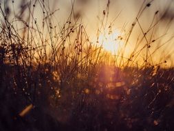 wild grass against a bright sunset