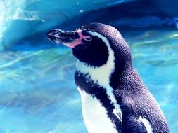 very beautiful penguin