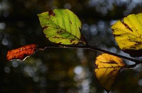 closeup photo of Leaves on the beech