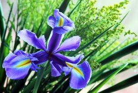 violet iris flower in the spring