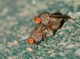 mating Drosophilas, small fly with orange eyes