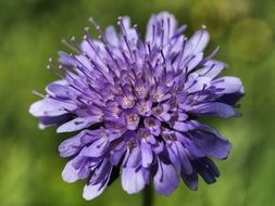 violet blossomed flower macro