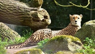 big cheetah cat in its nature world