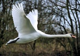 mute swan in wildlife portrait