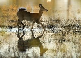 delightful doe deer