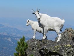 pair of white mountain goats on peak