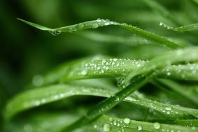 fresh grass macro