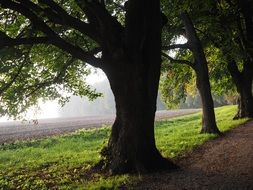 tree avenue in the sunny day