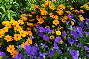 orange purple flowers meadow nature green