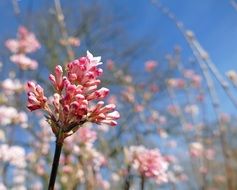 picture of the fragrant winter snowball