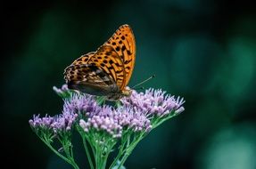 colorful butterfly on summer flower