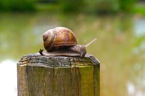 nature snail wood