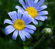 two blooming purple daisies