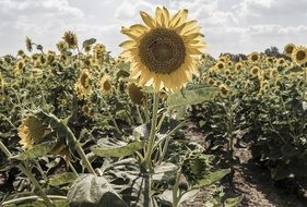 bright sun over sunflowers on the field