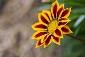 yellow burgundy flower bud