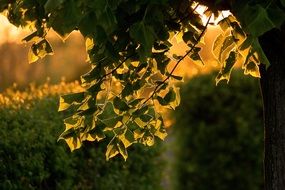 Colorful tree leaves with back light