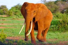 wild elephant with big tusks in the wild