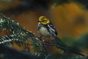 Parulidae or warbler