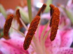 stamens of a flower macro photo