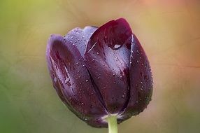 purple tulip on blurred background