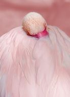 feathers of pink flamingo close-up