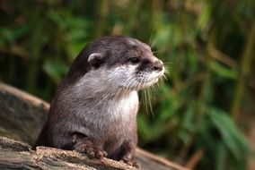 very beautiful otter