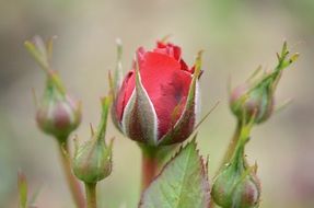 rose with buds close up
