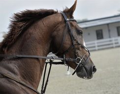 horse on a ranch