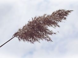 top of reed against the sky