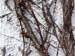 tree branches on the ground in the snow