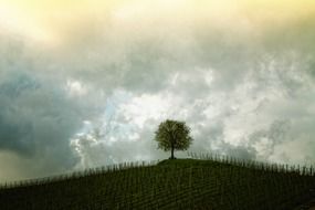 green tree on a hill under white clouds
