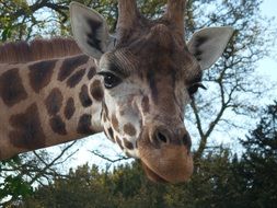 unusual beauty giraffe portrait