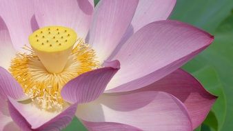 Blooming purple lotus with green leaves