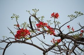 red inflorescences on a bare branch close up