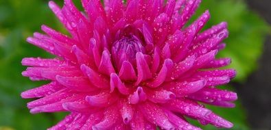 pink garden flowers in water drops