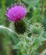 beautiful and delightful purple thistle