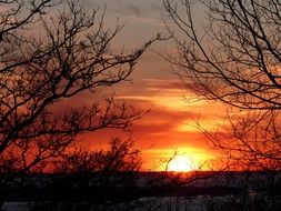 sunset nature tree