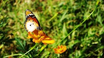 closeup photo of butterfly on a yellow flower