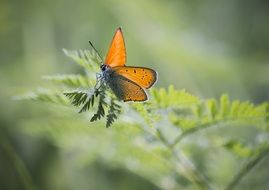 orange butterfly on fern