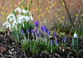 crocus and snowdrops