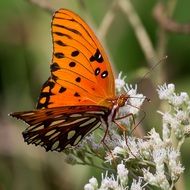 fritillary orange butterfly