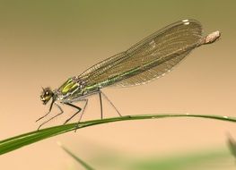 close up photo of dragonfly on a blade of grass